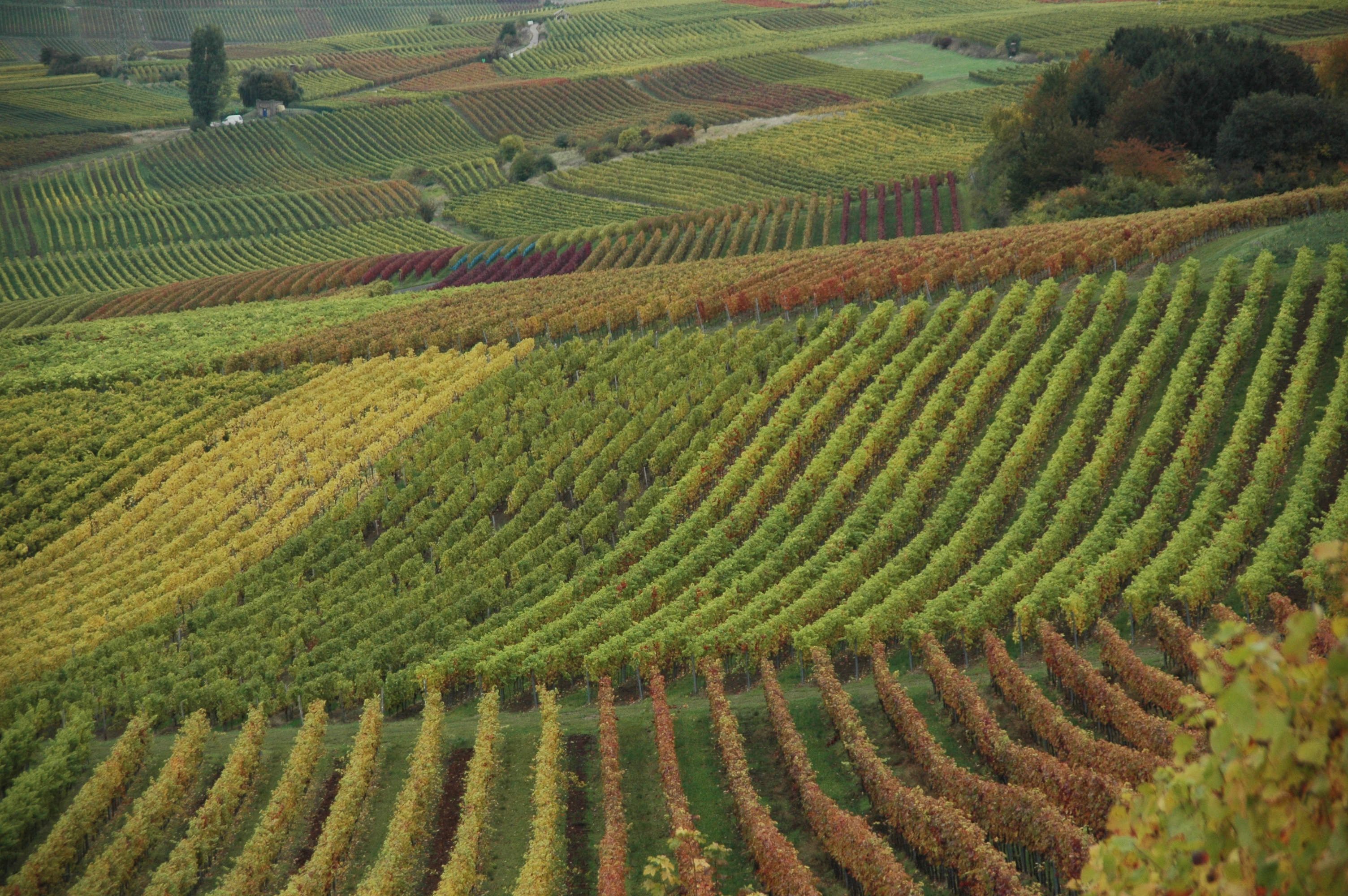 Weinberge_Mohrenmuehle